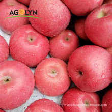 AGOLYN high quality delicious fresh sweet Qinguan Apple